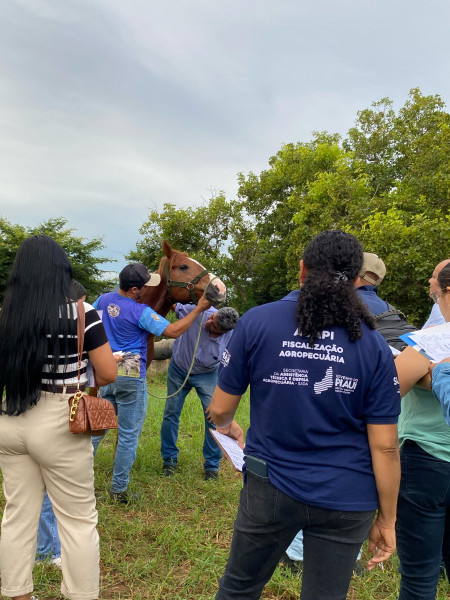 Bj curso equinos 3